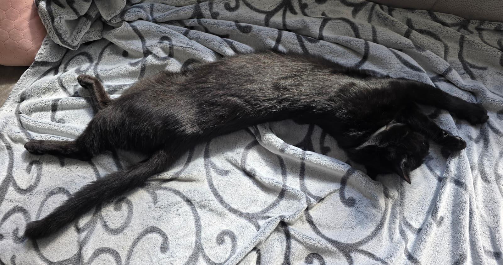 Vermisst: Kater Barsik